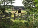 crossing pony trod P9014947